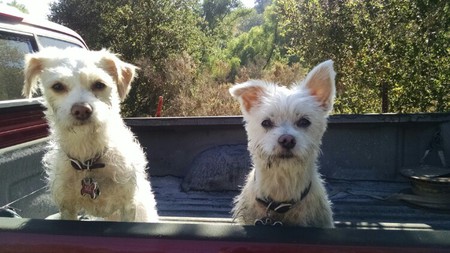 Mia & Buddy