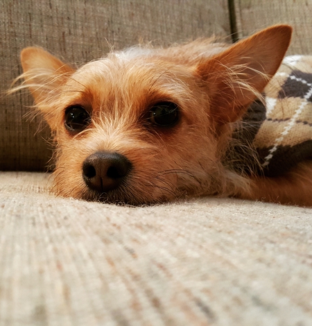 Gimli
