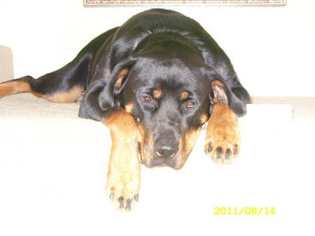 Cassie