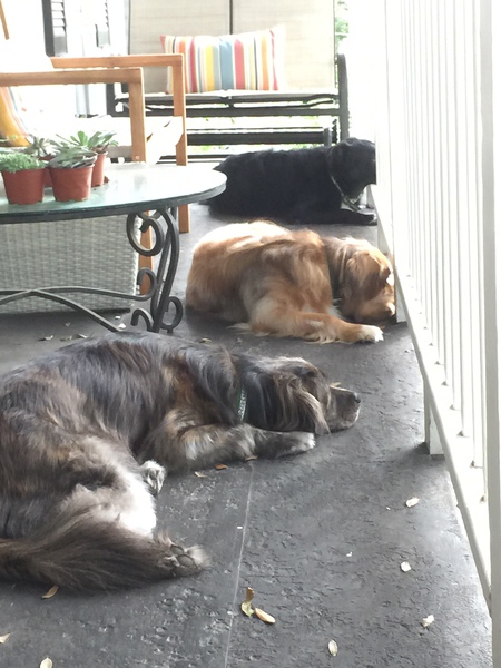 Arya, Maizie, and Kyro