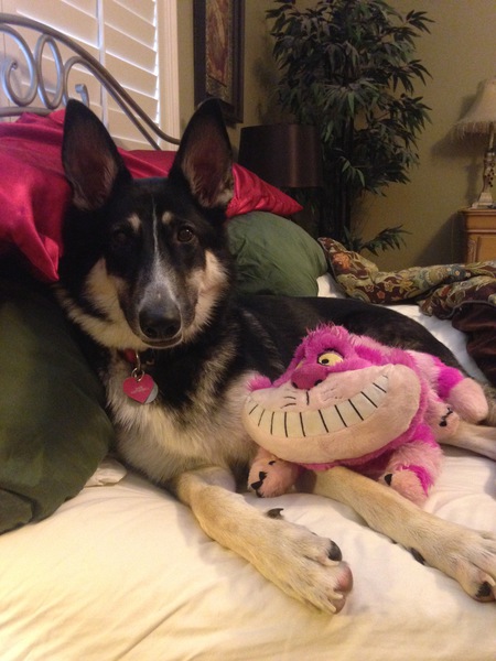 Sadie & her Cheshire!