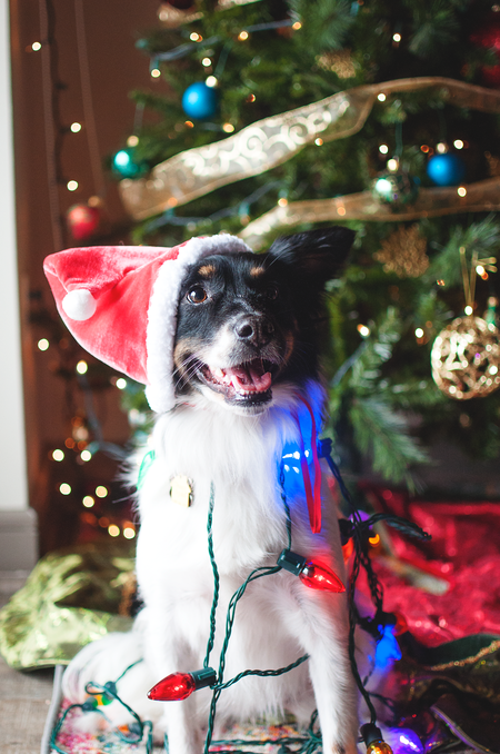 Finn 
