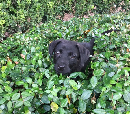 Pepper the puppy