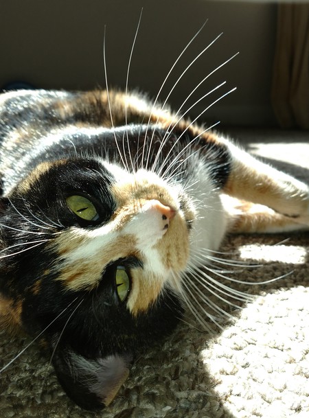 Cataleya