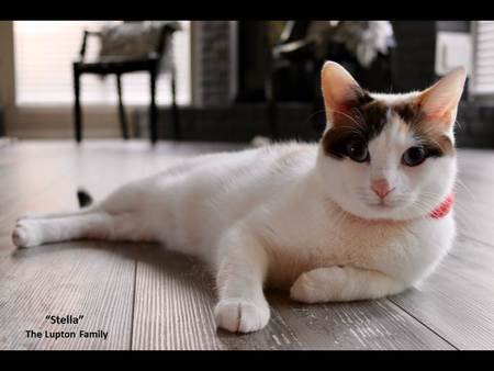 Stella 