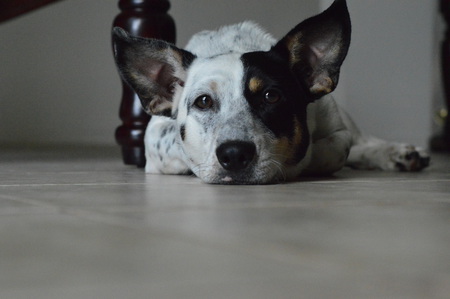 Murphy