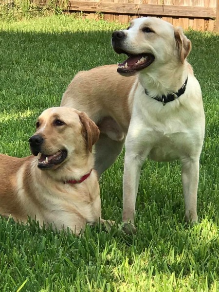 Sawyer & Finn BonBon