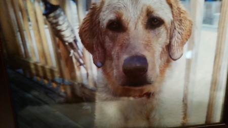 Molson