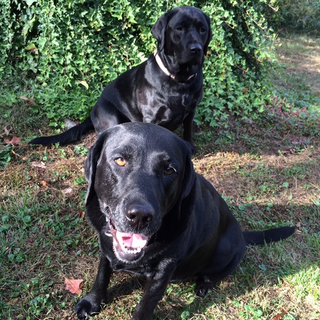 Daisy and Lucy