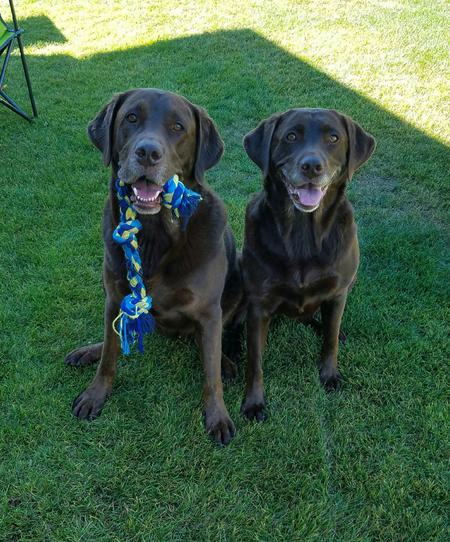 Diesel & Shelby