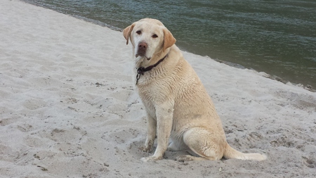 Toby
