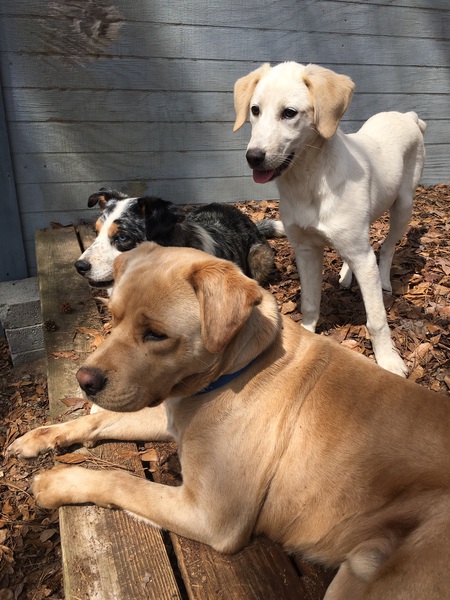 Louie, Daisy and Merlin