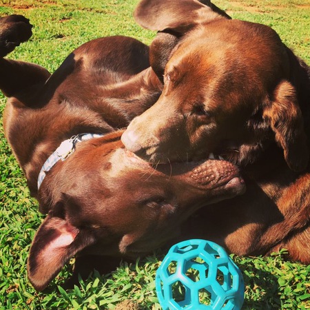 Rocky and Cookie