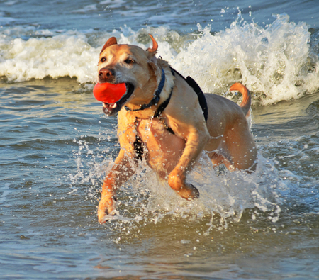 Brinkley