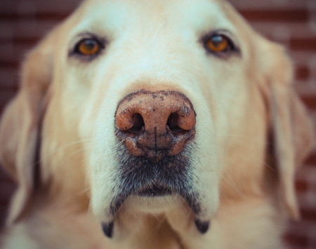 Kody