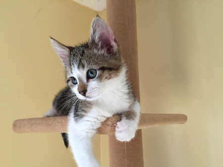 Kahlua