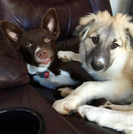 Teddy and Merlin