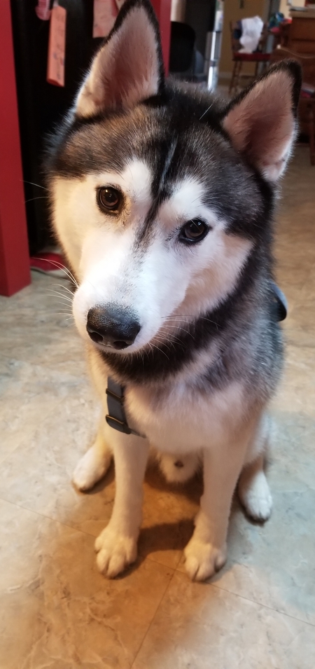 Zorro