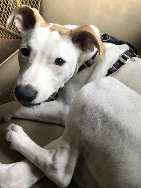 Sophie