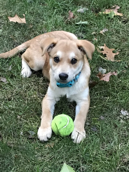 Arya