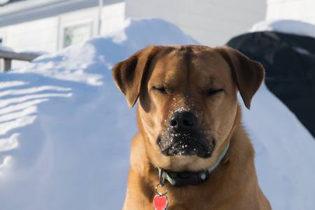 Koda
