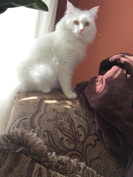 Rosie