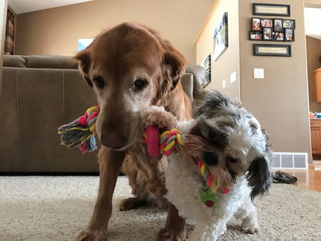 Chance and Ozzy 