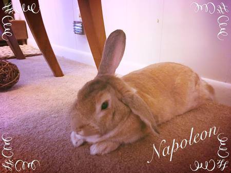 Napoleon Bunny Loaf