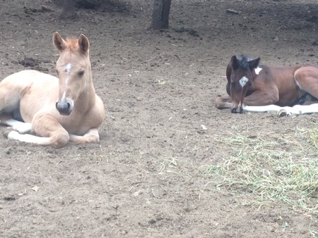 Smokey and Sidney 