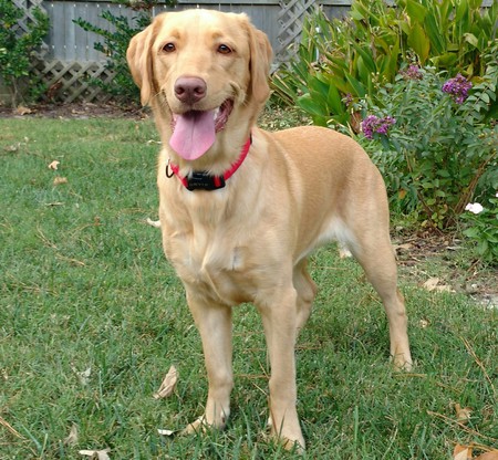 Bailey