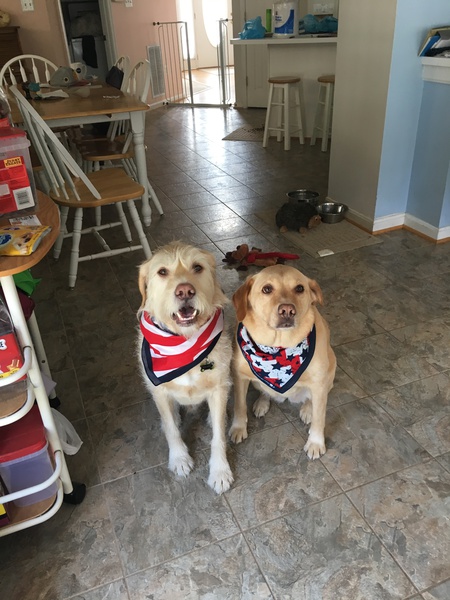 Bacardi and Bailey