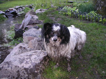 Bentley (Warrior Papillon)