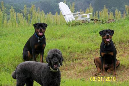 Brutus, Duncan, and Max