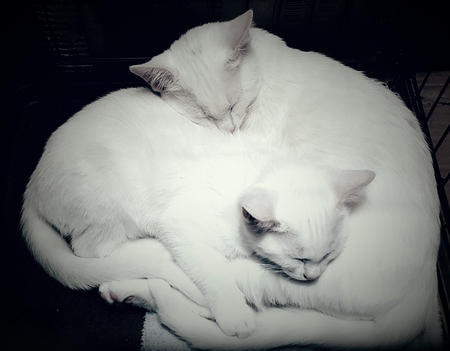 Snowbelle and D'Artagnan