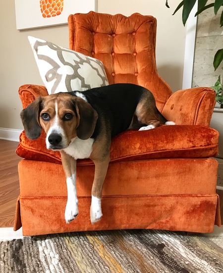 Mr. Pickles