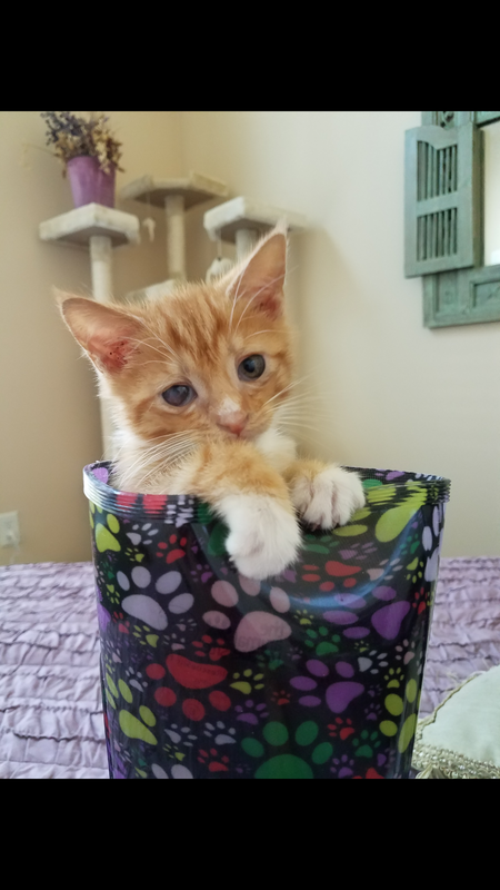 Thomas