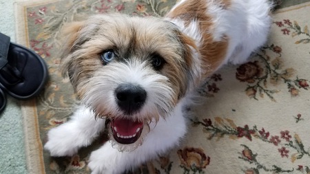 Louie