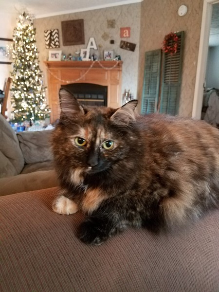 Shyanne