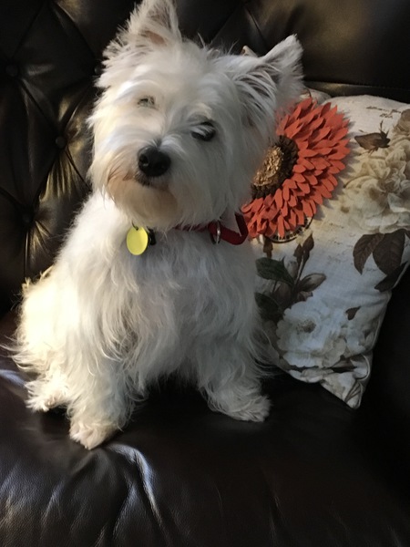 Jax