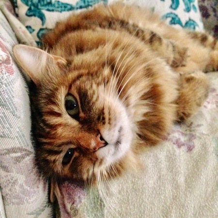 Ginger