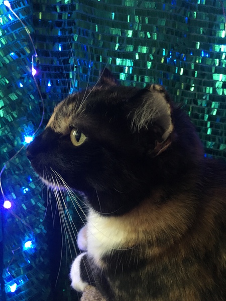 Minou
