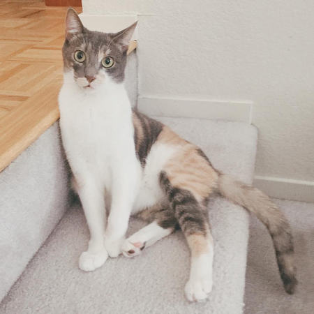 Sylvie