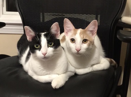 BJ (Bud Jr.) and TJ (Tony Jr.)