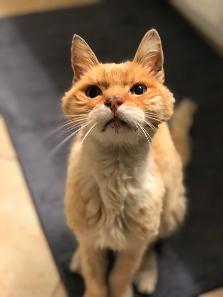 Ernest