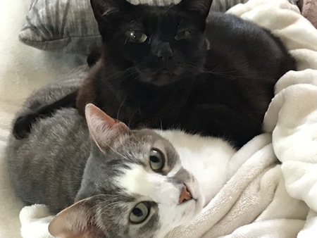 Stella Grace (top) and Eliot Cooper