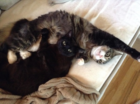 Moses Gustav (top) Stella Grace (black)