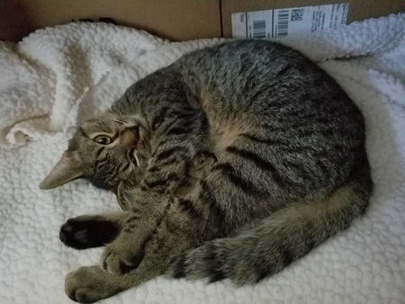 Nemo
