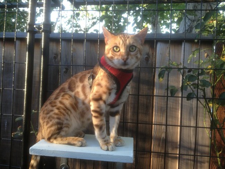 CJ (Cracker Jack)