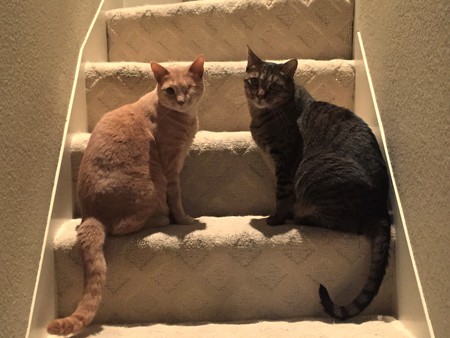 Chico and Archie