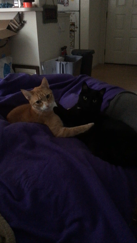 Luna and Pirate